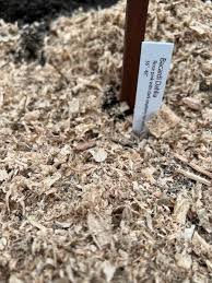 How to Plant Dahlia Tubers