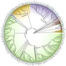 Image result for Droogmansia