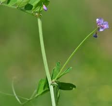 Image result for Vicia paucifolia