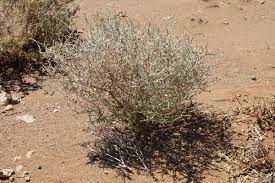 Image result for Melolobium