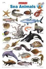Buy Educational Charts Sea Animals Book Online At Low Prices In India Educational Charts Sea Animals Reviews Ratings Amazon In
