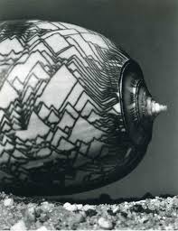 Andreas Feininger Shells Sea Shells Cool Art Drawings