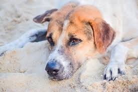 Content updated daily for cure for roundworms in dogs How To Get Rid Of Worms In A Dog Without Going To The Vet Superb Dog