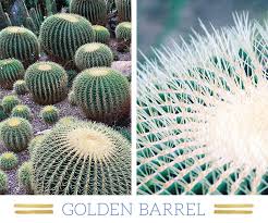 The calendar was born to give some little clues to those who want to see that world, while keeping an eye to the date. 127 Stunning Desert Plants Ftd Com