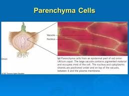 The size of the chloroplast genome varies between 100. Why Are There No Chloroplasts In Onion Cells Quora