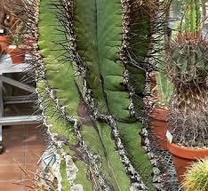 Image result for Emilia caespitosa