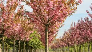 Image result for Prunus serrulata