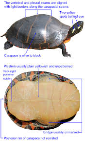 Maybe you would like to learn more about one of these? Eastern Painted Turtle