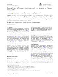 Image result for Chlorophytum affine