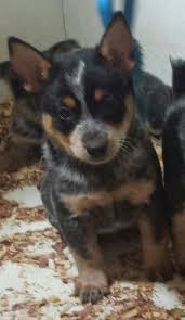 Black Australian Cattle Dog Puppy Miniature Australian Cattle Dog Puppy Also Know As Mini Blue Heelers From Little O Kennel Tamaroa Il Heeler Puppies Blue Heeler Dogs Blue Heeler Puppies