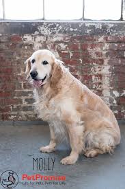 We have golden retriever puppies for sale! Columbus Oh Golden Retriever Meet Molly A Pet For Adoption
