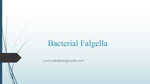 Check spelling or type a new query. Bacterial Flagella Structure Types And Function Online Biology Notes
