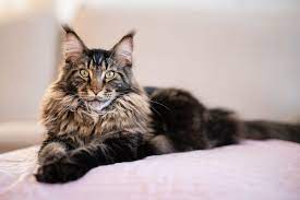 Maine Coon Cat: Breed Profile, Characteristics & Care