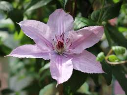 Clematis comtesse de bouchard pruning group. Clematis Comtesse De Bouchaud Clematis Comtesse De Bouchaud Baumschule Horstmann