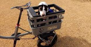 trike bike for dogs 犬 乗せ 三輪 自転車 bull terrier japanese tricycle with swing function youtube 自転車 カスタム 自転車 犬 自転車