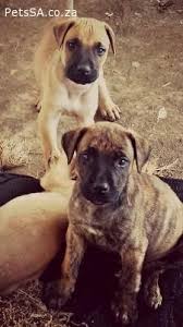 Boerboel puppies for sale, boerboel dogs for adoption and boerboel dog breeders. 95 Pets Ideas Pets Puppies Dogs