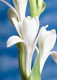 Maybe you would like to learn more about one of these? Single Tuberose Flowers For Arrangements Www Easytogrowbulbs Com
