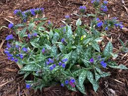Pulmonaria Shady Perennial Perennials Planters Plants