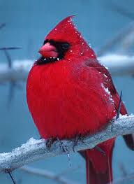 Red Birds That Look Like Cardinals Blizzard Cardinal At Dusk Pretty Birds Colorful Birds Red Birds
