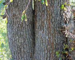 Image result for Berchemia discolor