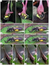 It enables researchers to see plant colours through the eyes of bees and other pollinating insects. Fine Tuned Bee Flower Coevolutionary State Hidden Within Multiple Pollination Interactions Scientific Reports