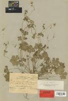 Image result for Geranium ocellatum