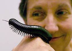 UC group revels in a bug's life