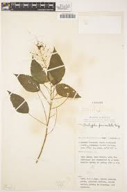 Image result for Acalypha racemosa