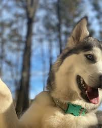 Tried For A Selfie This Friday To Show You All My Excitement Hope This Gets You Ready For The Weekend In 2020 Husky Siberian Husky Siberian Husky Puppy
