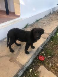 Bodrum Kopek Hayvan Sahiplendirme Grubu Home Facebook