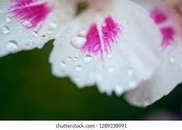 Clarkia Flower Yoga Best Flower Wallpaper