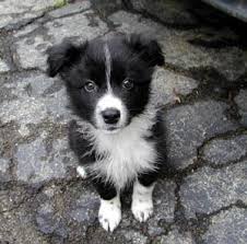 Black And White Border Collie Mix Border Collie Merchandise Collie Puppies Border Collie Puppies Collie