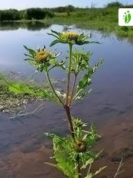 Image result for Bidens grantii