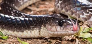 Play snake games at y8.com. Snake Venom Noticias Investigaciones Y Analisis The Conversation Pagina 1