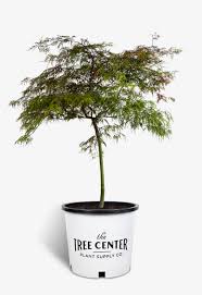 Check spelling or type a new query. Baldsmith Japanese Maples For Sale Online The Tree Center