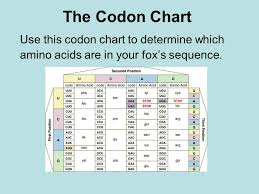 Transcription And Translation The Central Dogma Of