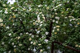 Image result for Catunaregam