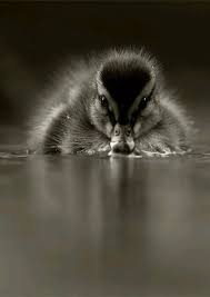 Wow He S A Little Fuzzy Wuzzy Awee Duck Pictures Animals Animals Beautiful