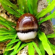 We did not find results for: Mustika Bambu Petuk