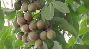 Image result for Melicoccus