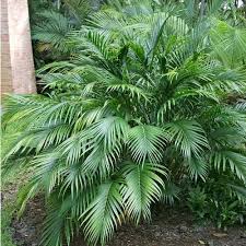 Image result for Chamaedorea seifrizii