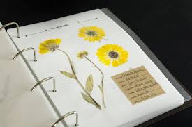 Digitales Herbarium Essbarer Wildpflanzen Pflanzen Heilpflanzen Blumen Pressen