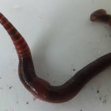 Can i buy earthworms for my garden. Best Vermicomposting Worms For Florida Dengarden