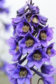 Image result for Delphinium