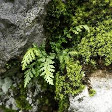 Image result for Asplenium trichomanes
