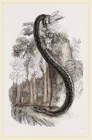 Anaconda Drawing By Litz Collection 200+ vectors, stock photos & psd files. anaconda by litz collection