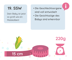 19 Ssw Schwangerschaftswoche