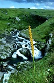 Image result for Disa ochrostachya