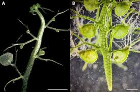 Image result for Utricularia reflexa