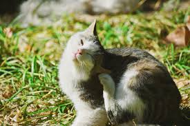 Ainsi, vous pouvez commencer par. Comment Se Debarrasser Des Puces Chez Le Chat Et Le Chien